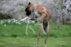 Boxer