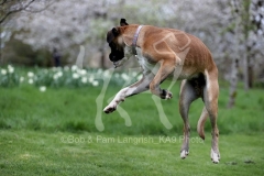 Boxer