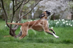 Boxer