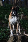 Boxer