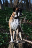 Boxer