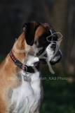 Boxer