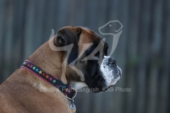 Boxer