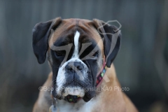 Boxer