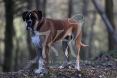 Boxer