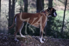 Boxer
