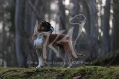 Boxer