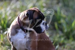 Boxer