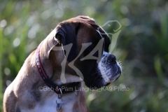 Boxer