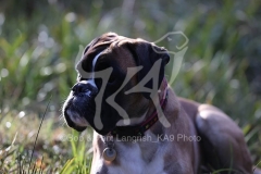 Boxer