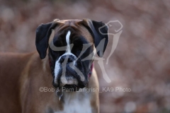 Boxer
