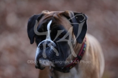 Boxer