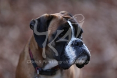 Boxer