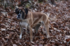 Boxer