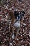 Boxer