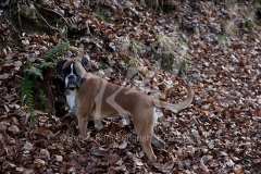Boxer