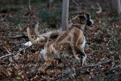 Boxer