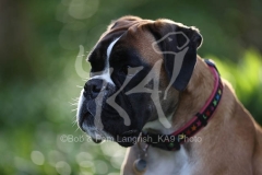 Boxer