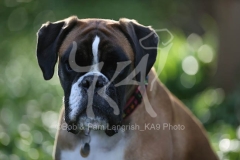 Boxer