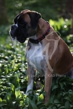 Boxer