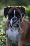 Boxer