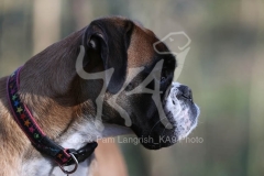 Boxer