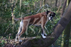 Boxer