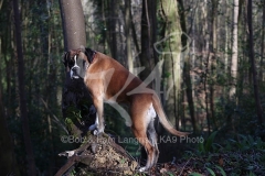 Boxer