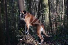 Boxer