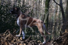 Boxer