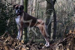 Boxer