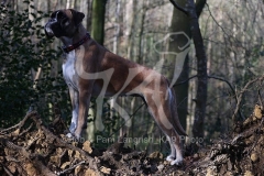 Boxer