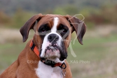 Boxer