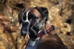 Boxer