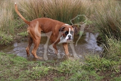 Boxer
