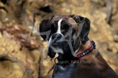 Boxer