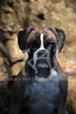 Boxer