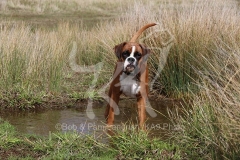 Boxer