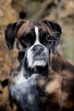 Boxer