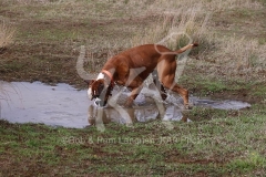 Boxer