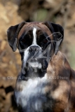 Boxer