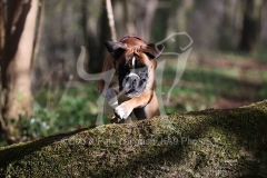 Boxer