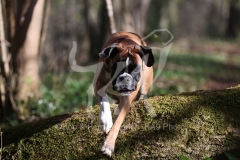 Boxer