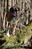 Boxer