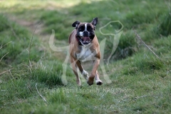 Boxer