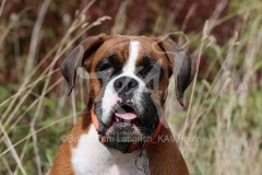 Boxer