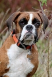 Boxer