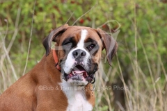 Boxer
