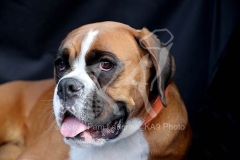 Boxer