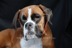 Boxer